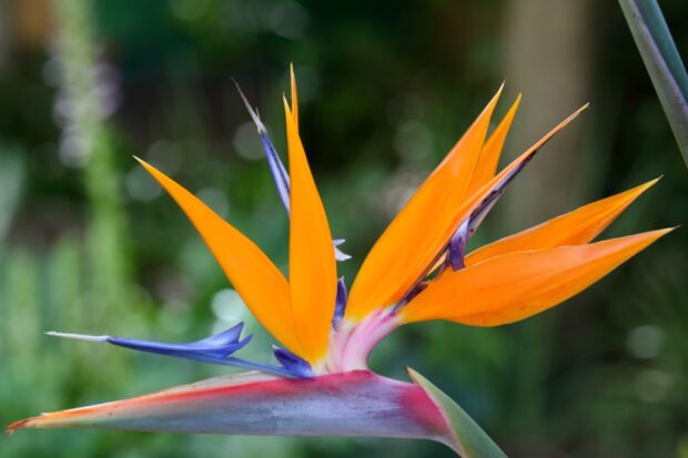Tropischer Garten im Gästehaus Südafrika 4-Heaven